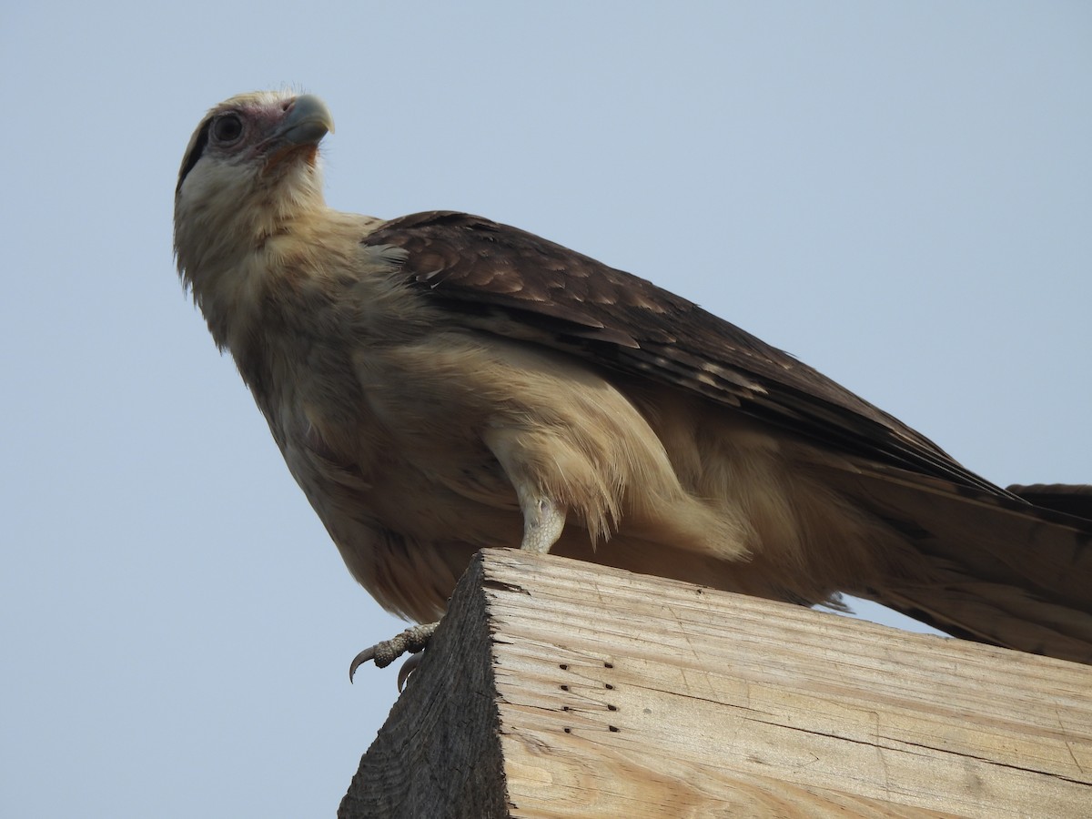 Yellow-headed Caracara - ML637615659