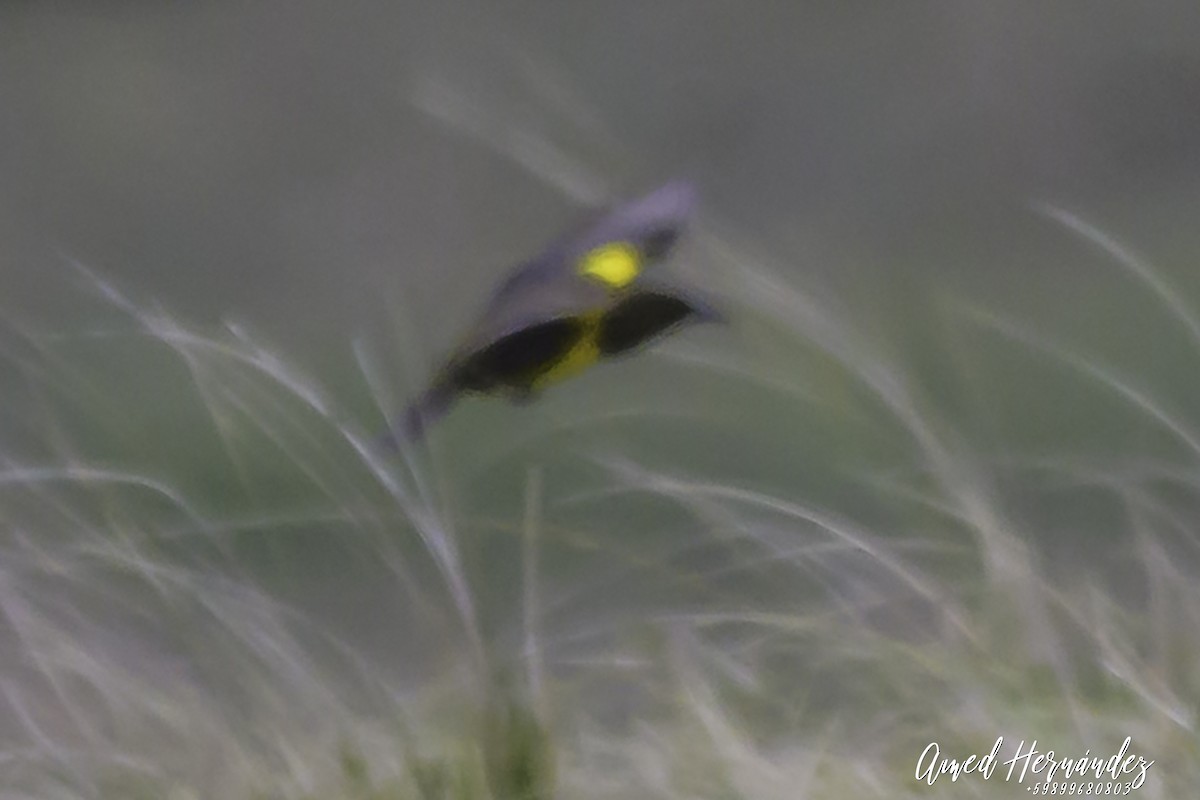 Brown-and-yellow Marshbird - ML637615717