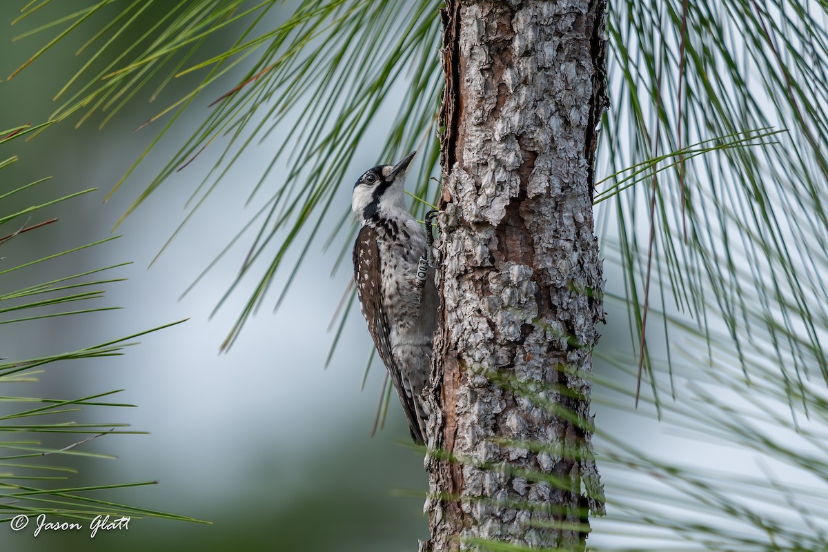 Red-cockaded Woodpecker - ML637615723