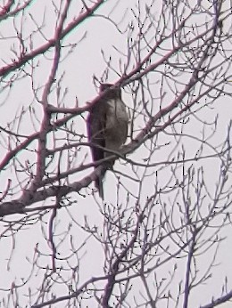 Red-tailed Hawk - ML637615736