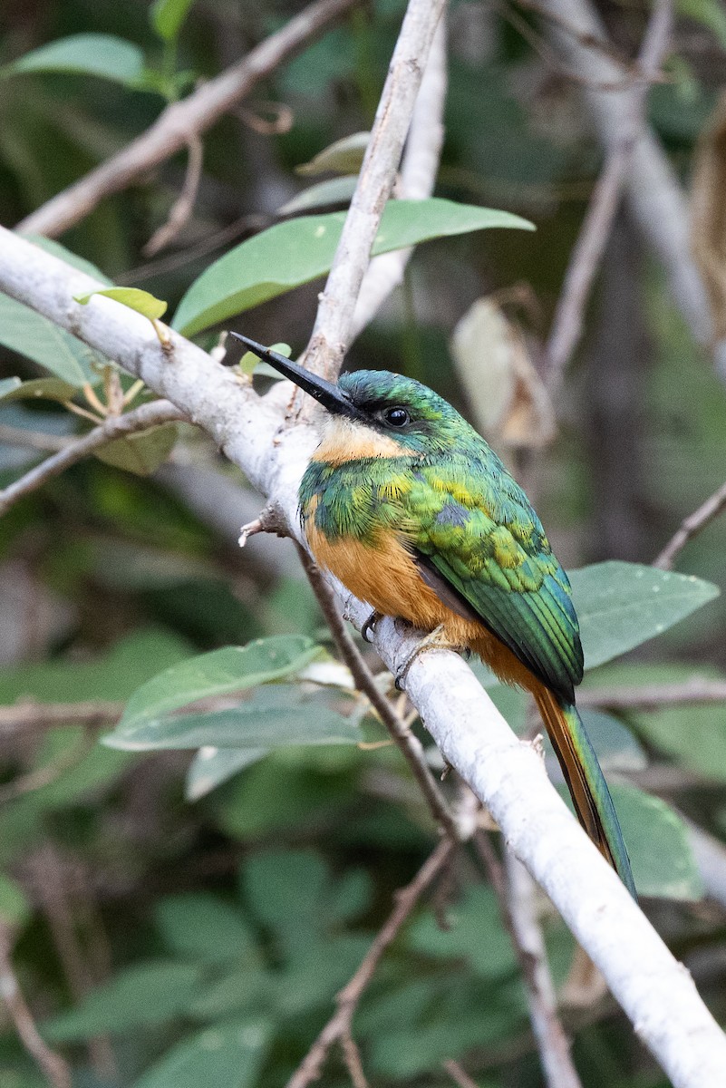 Rufous-tailed Jacamar - ML637615742