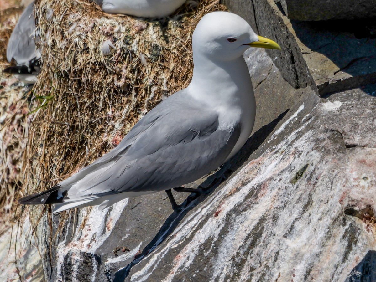Black-legged Kittiwake - ML637615860