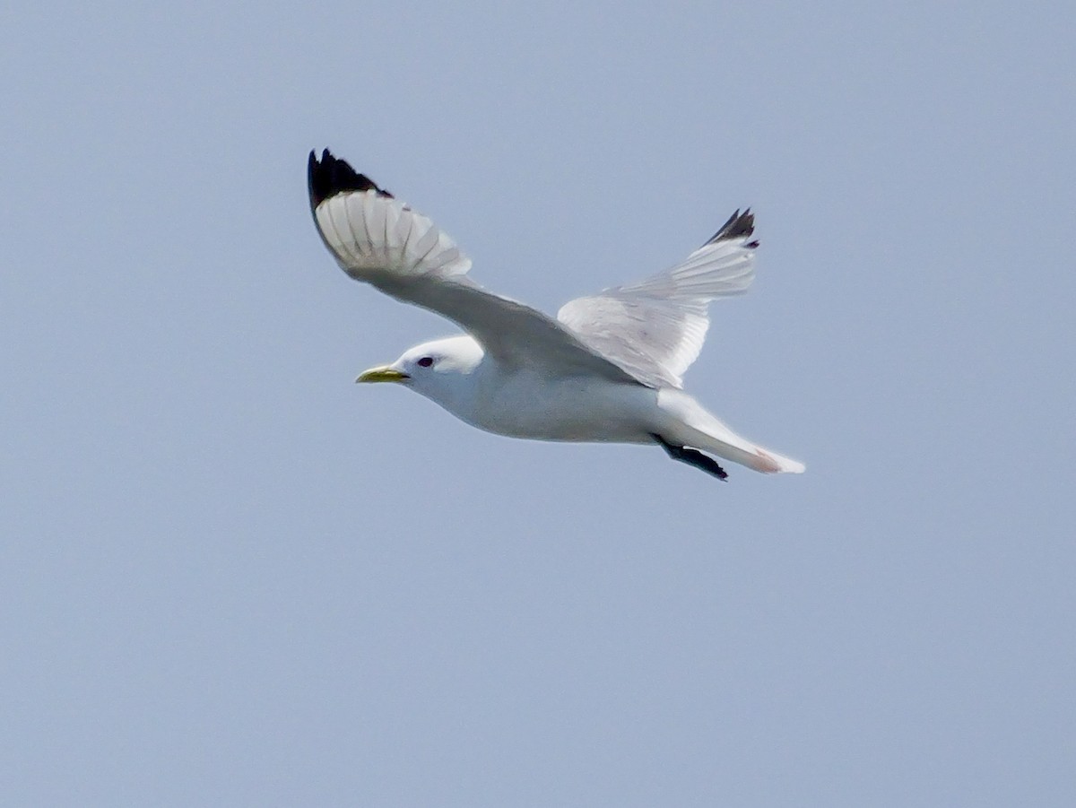 Black-legged Kittiwake - ML637615861