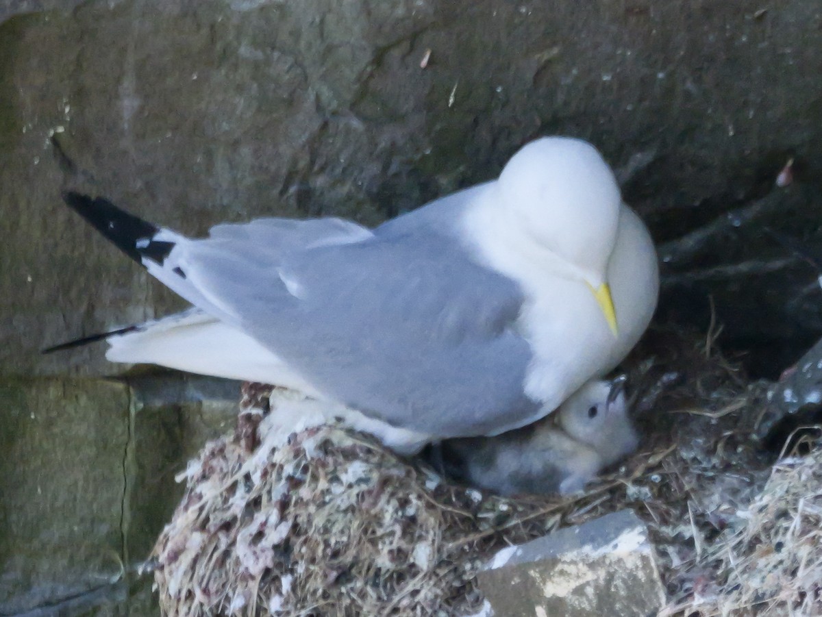 Black-legged Kittiwake - ML637615863