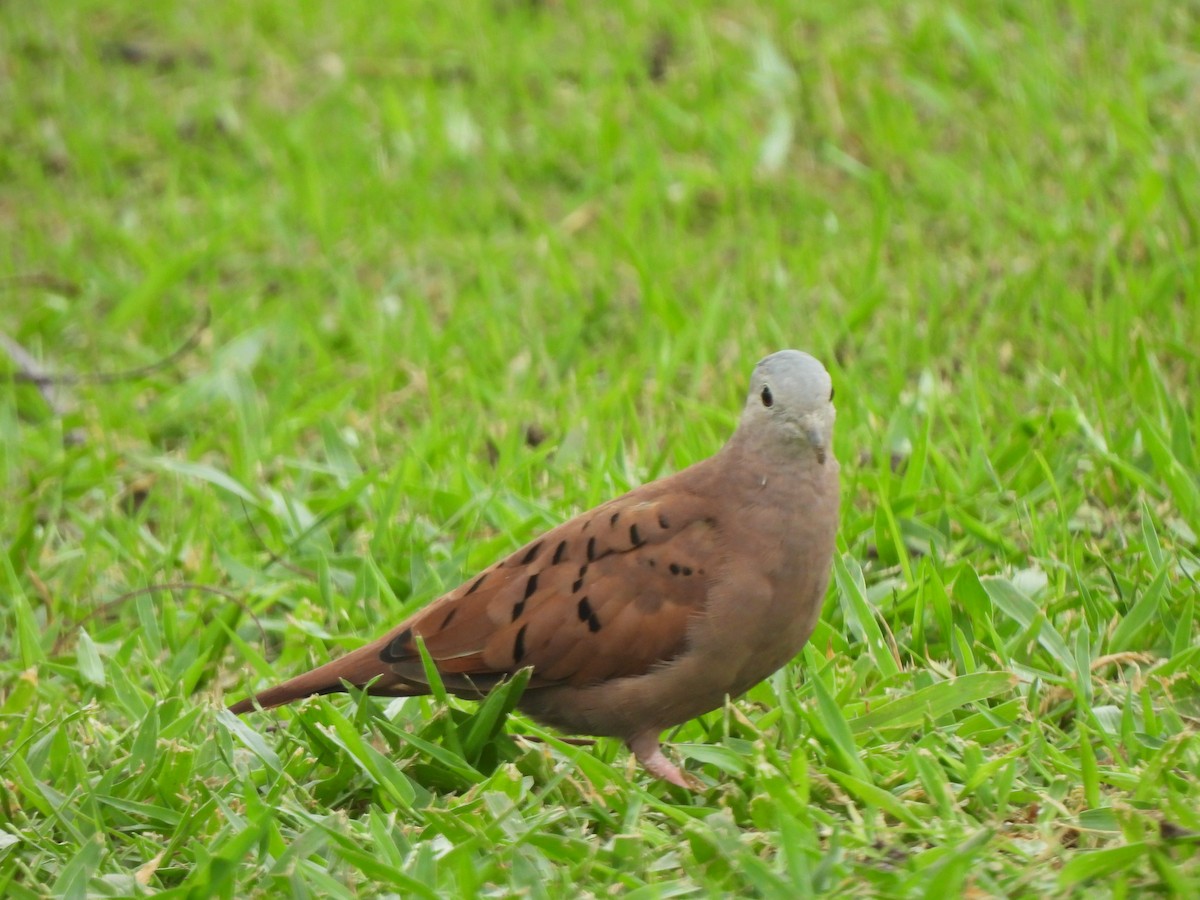 Ruddy Ground Dove - ML637615865