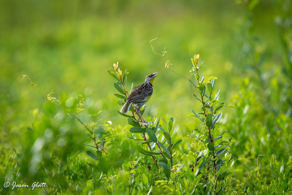 Eastern Meadowlark - ML637615967