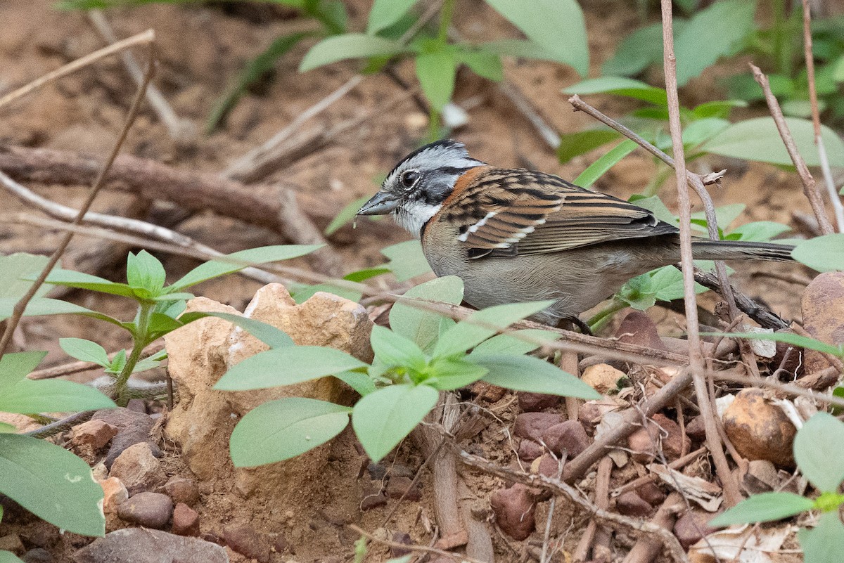 Rufous-collared Sparrow - ML637616019