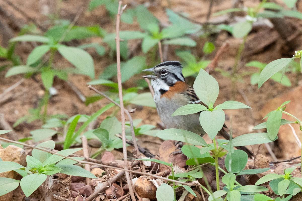 Rufous-collared Sparrow - ML637616020