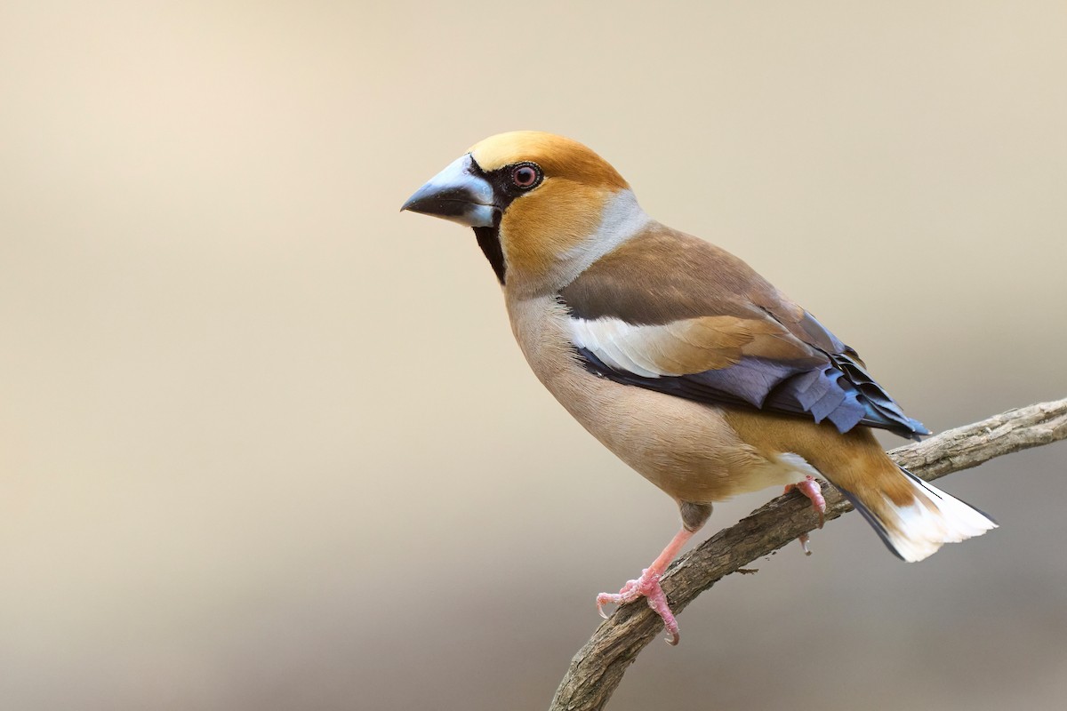 Hawfinch - ML637616036