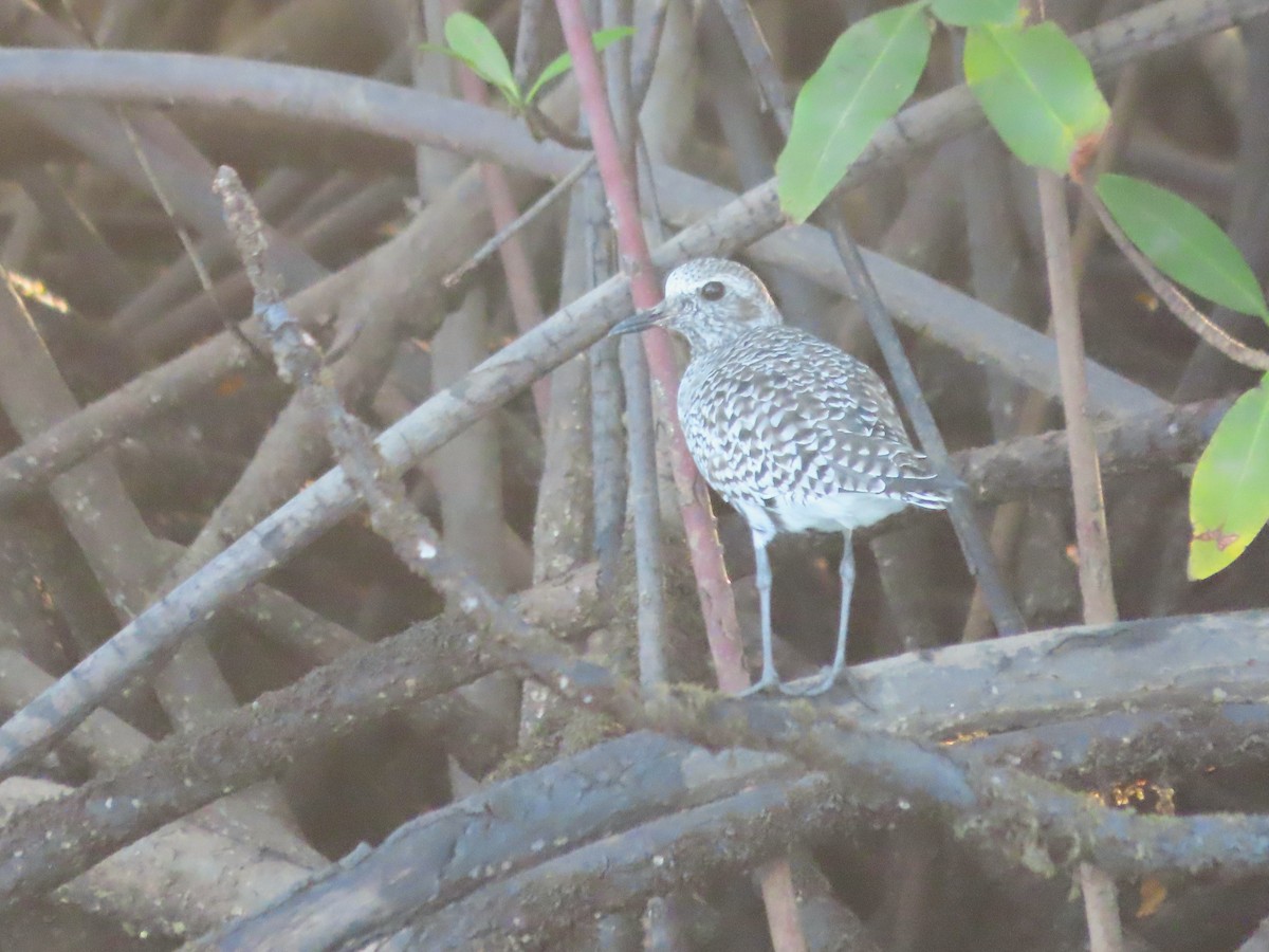 Black-bellied Plover - ML637616076