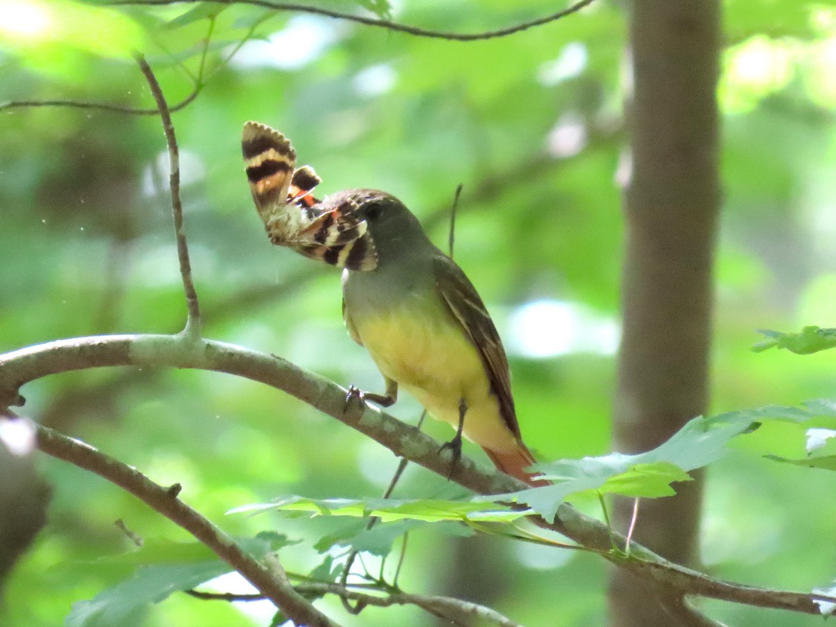 Great Crested Flycatcher - ML637616080