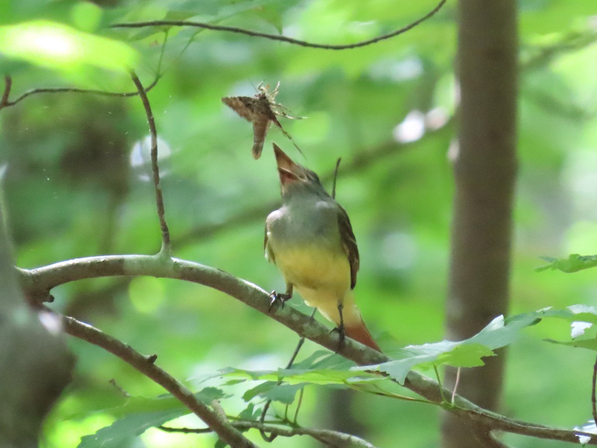 Great Crested Flycatcher - ML637616081