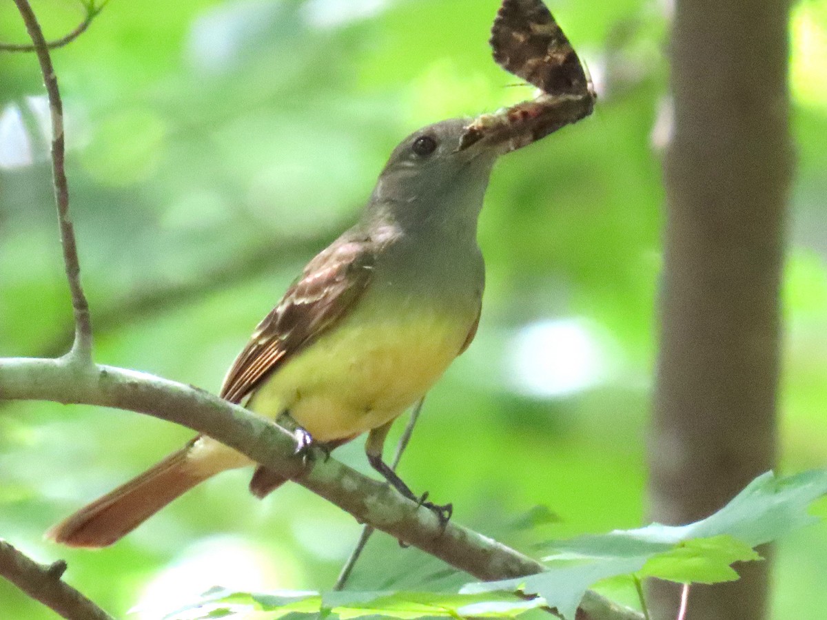 Great Crested Flycatcher - ML637616082