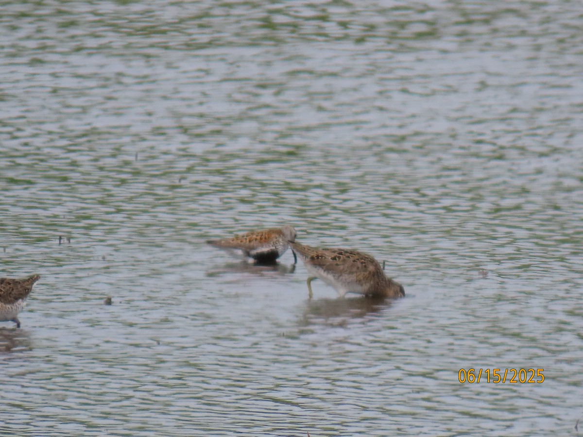 Dunlin - ML637616108