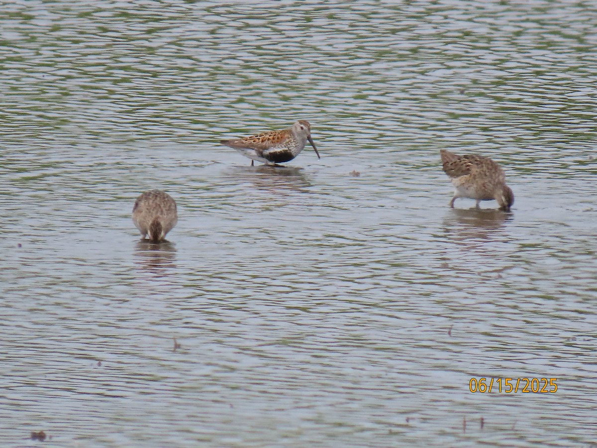 Dunlin - ML637616109