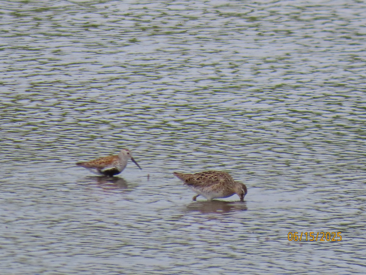 Dunlin - ML637616110