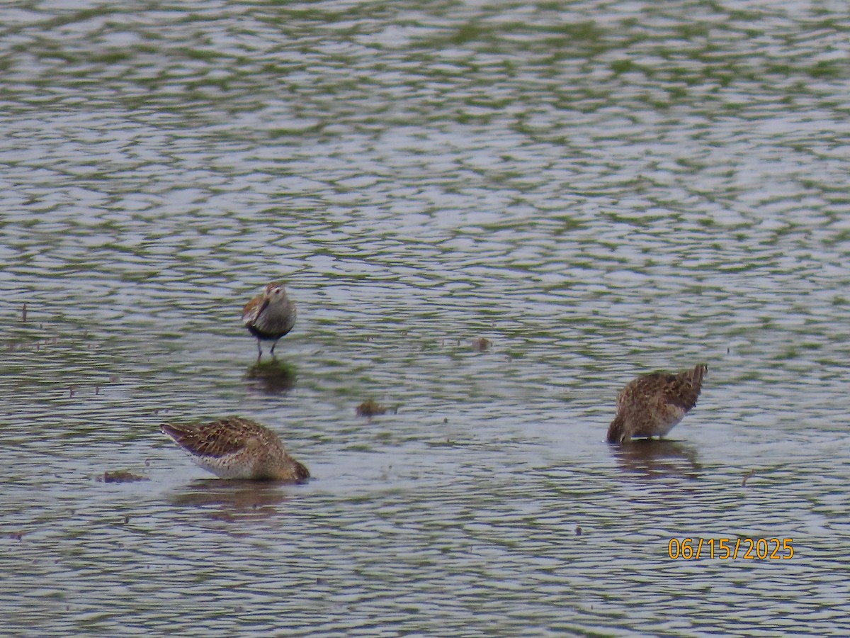 Dunlin - ML637616111