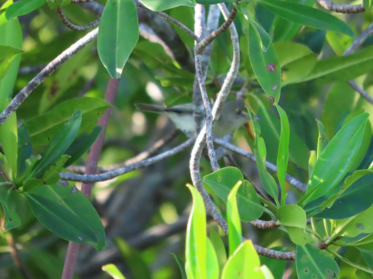 Mangrove Vireo - ML637616139