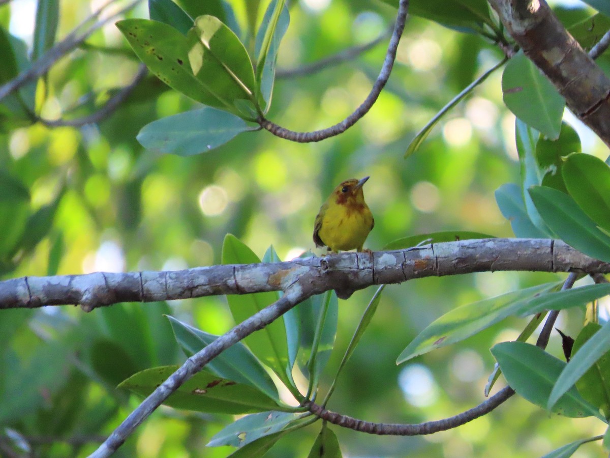 Yellow Warbler (Mangrove) - ML637616213