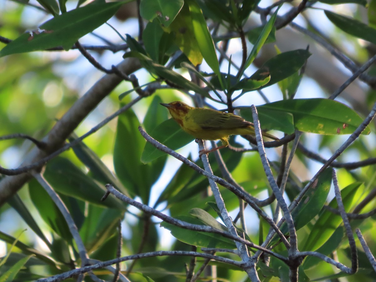 Yellow Warbler (Mangrove) - ML637616215