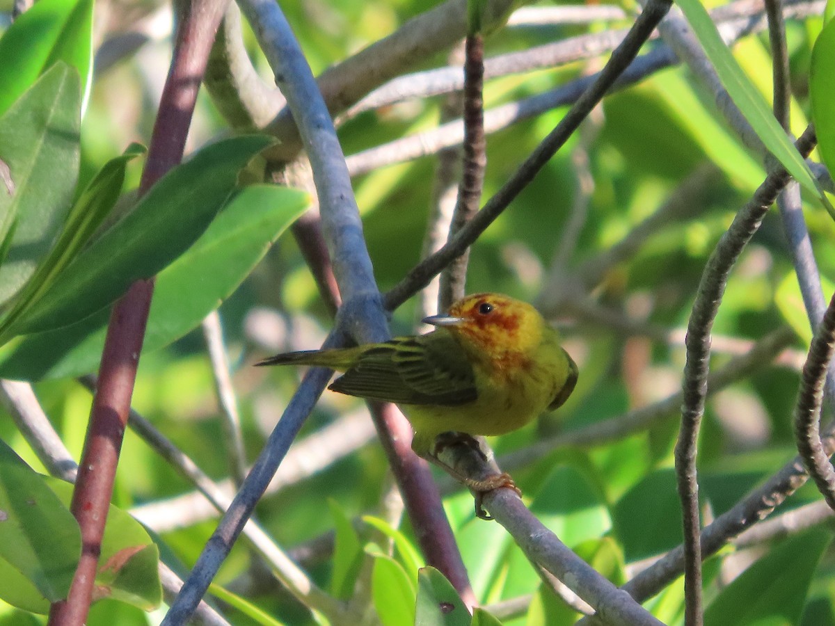 Yellow Warbler (Mangrove) - ML637616218
