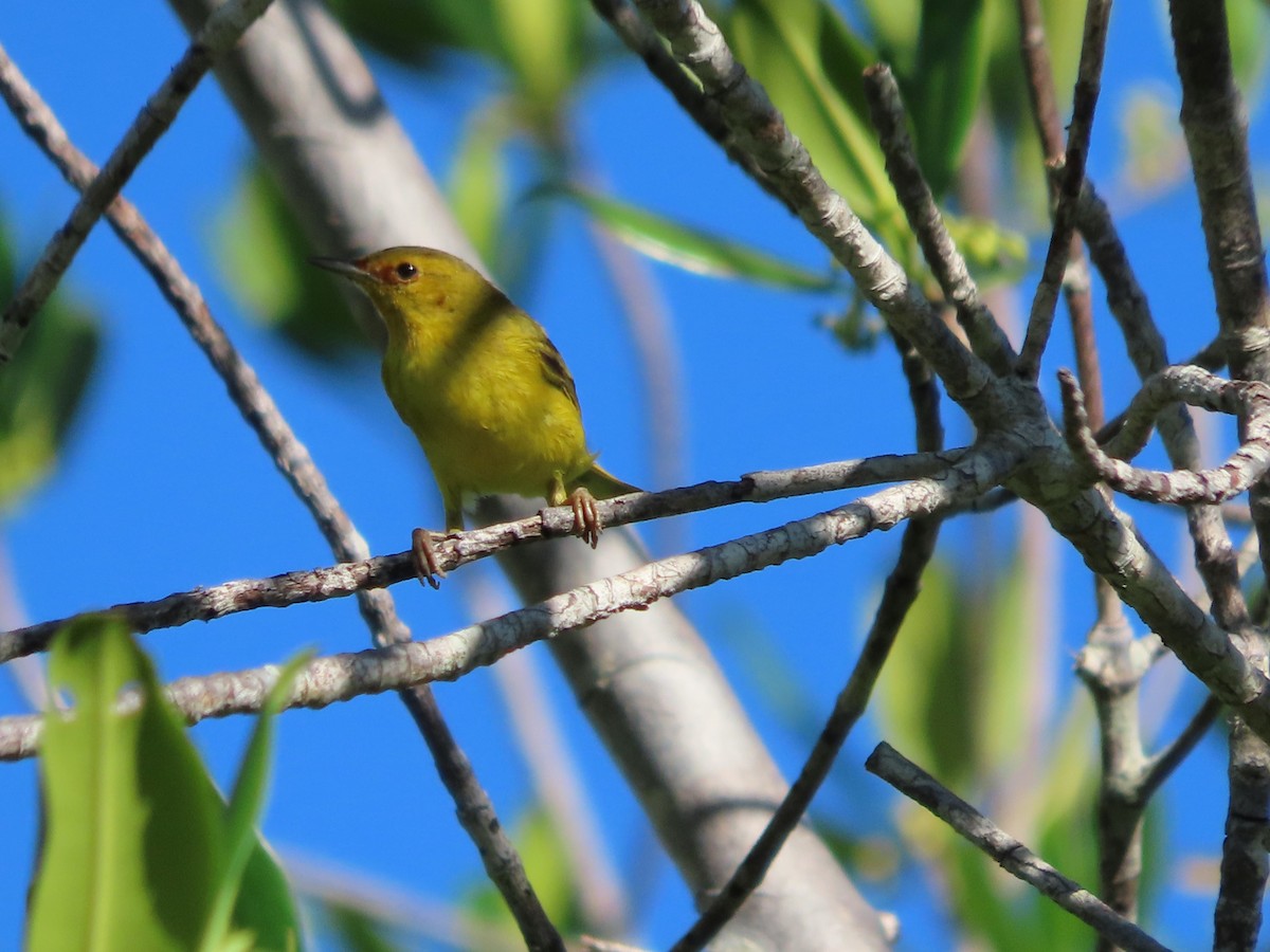 Yellow Warbler (Mangrove) - ML637616219