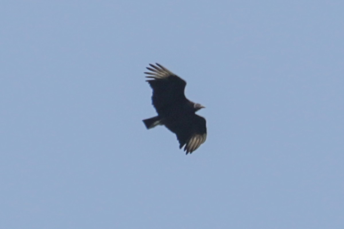 Black Vulture - ML637616227
