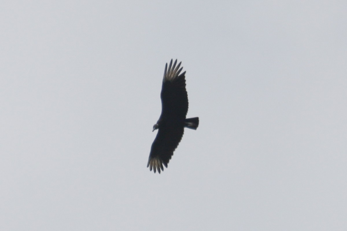 Black Vulture - ML637616228