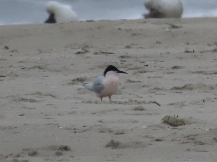 Roseate Tern - ML637616280