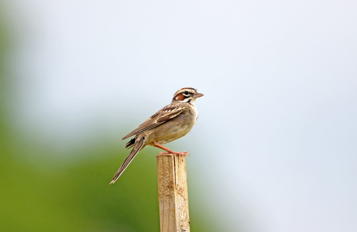 Lark Sparrow - ML637616291