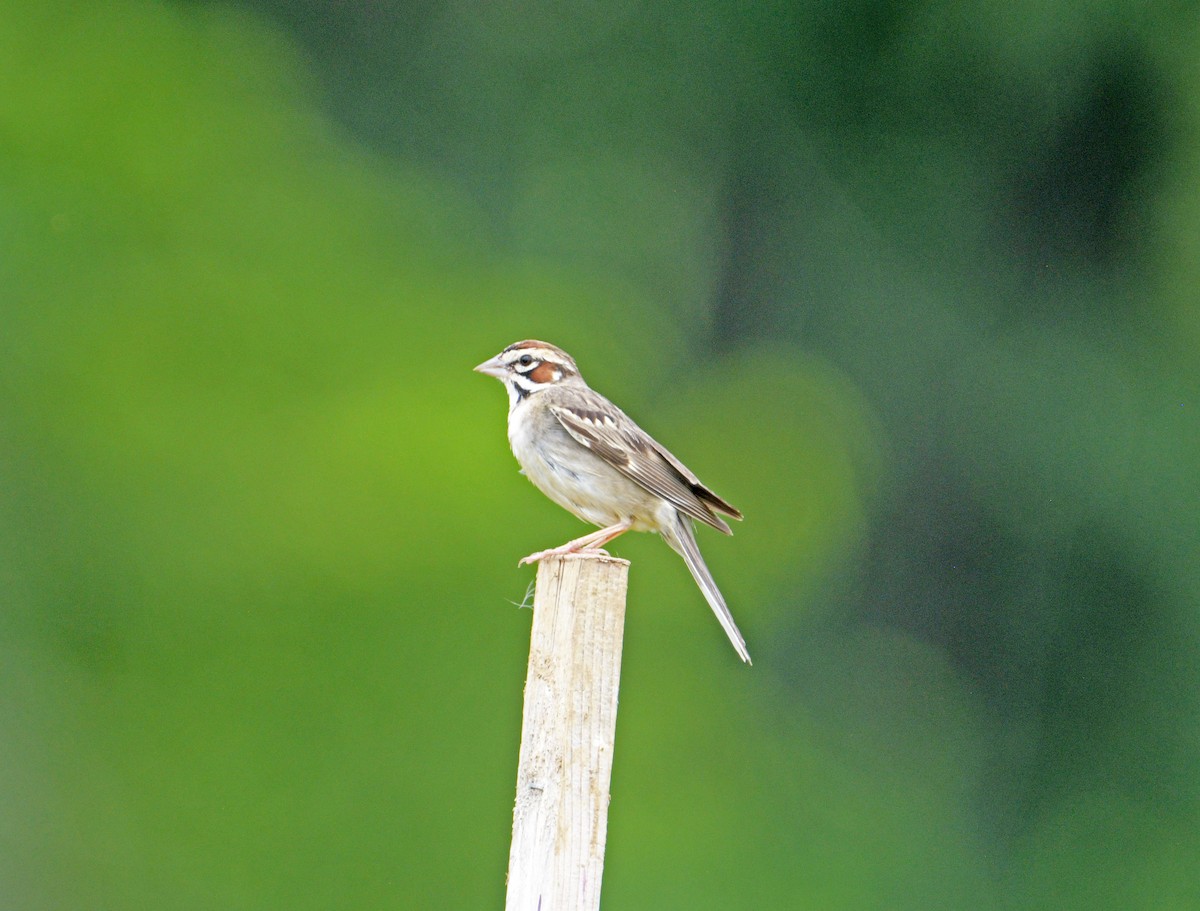 Lark Sparrow - ML637616296