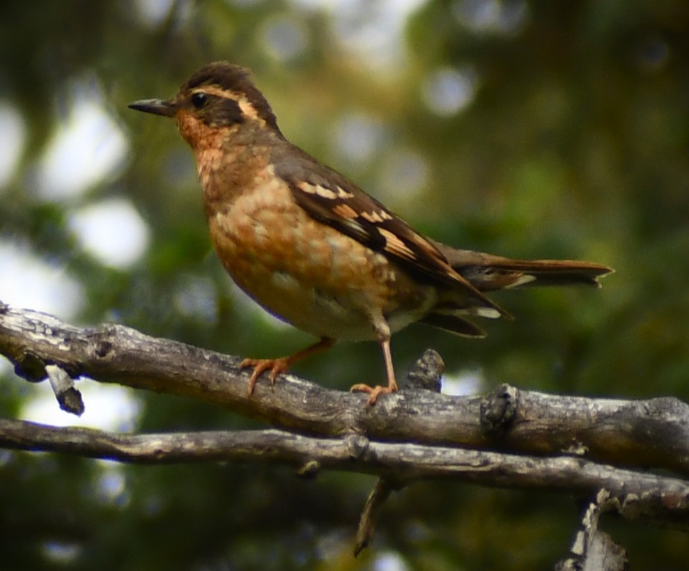 Varied Thrush - ML637616305