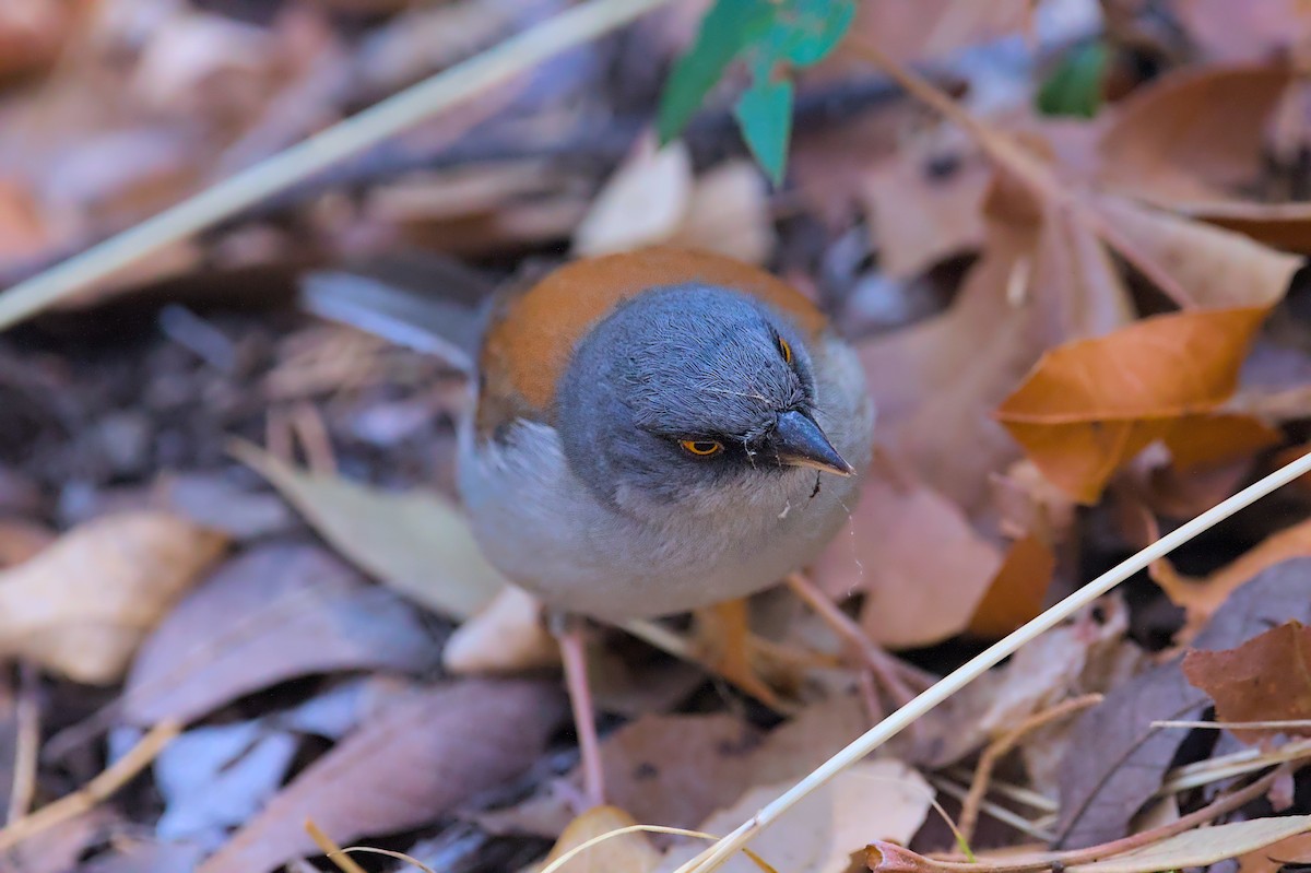 Yellow-eyed Junco - ML637616365
