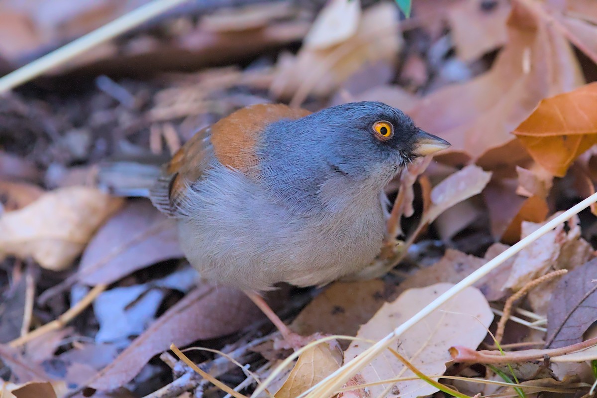 Yellow-eyed Junco - ML637616366