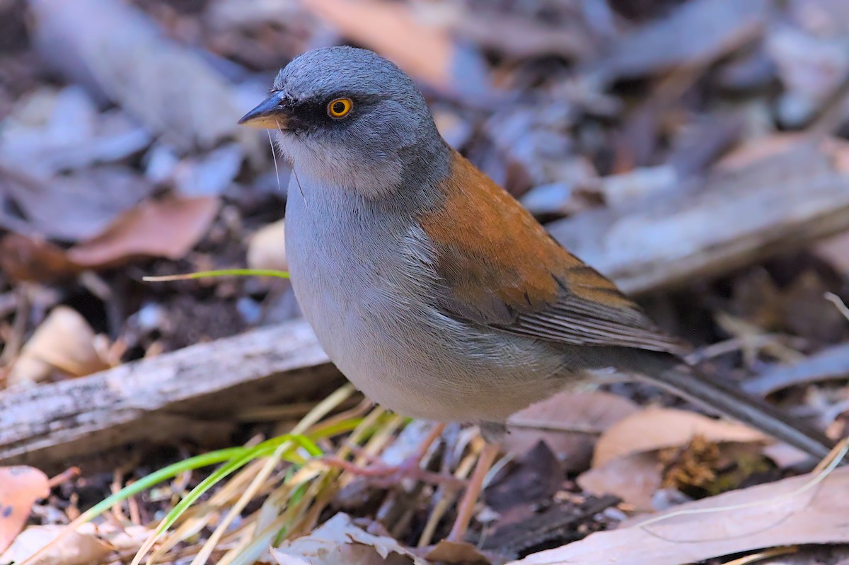 Yellow-eyed Junco - ML637616367