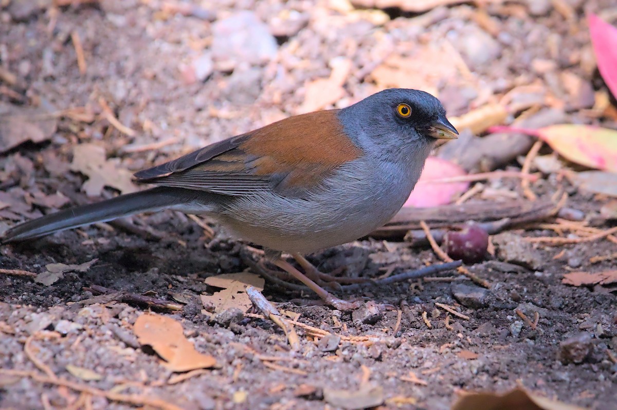 Yellow-eyed Junco - ML637616368