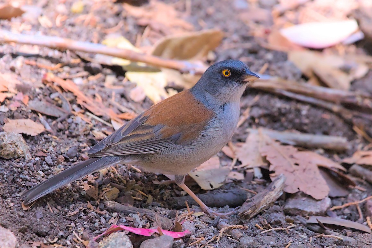 Yellow-eyed Junco - ML637616369