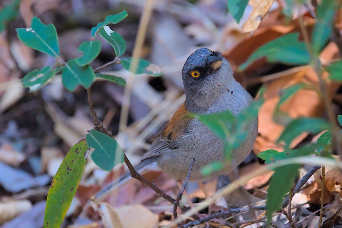 Yellow-eyed Junco - ML637616370
