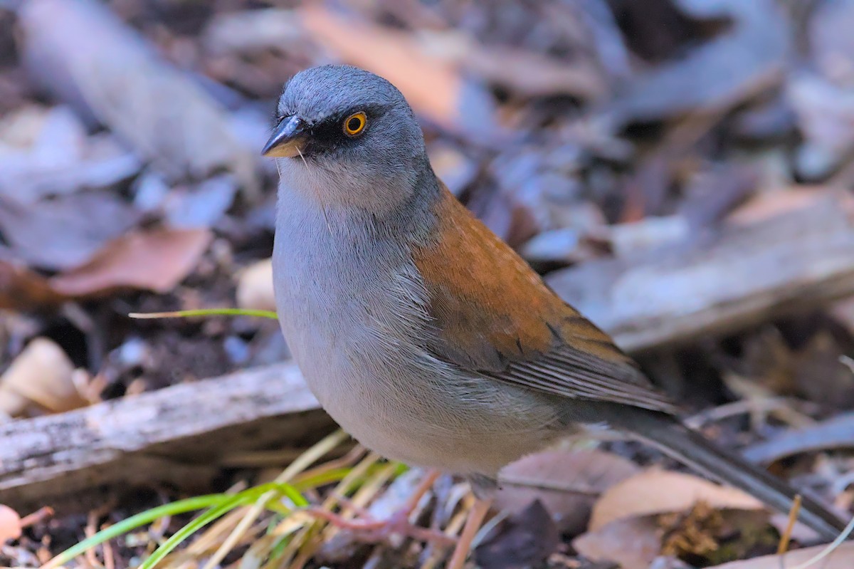 Yellow-eyed Junco - ML637616371