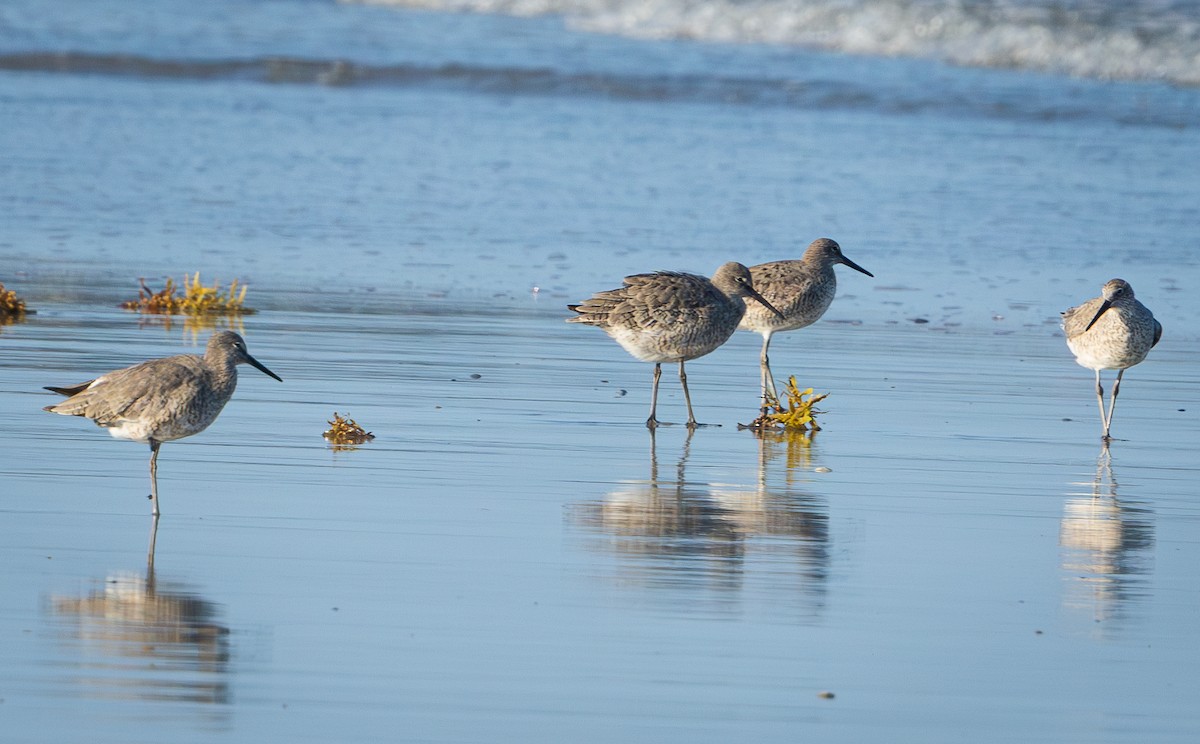 Willet - ML637616408