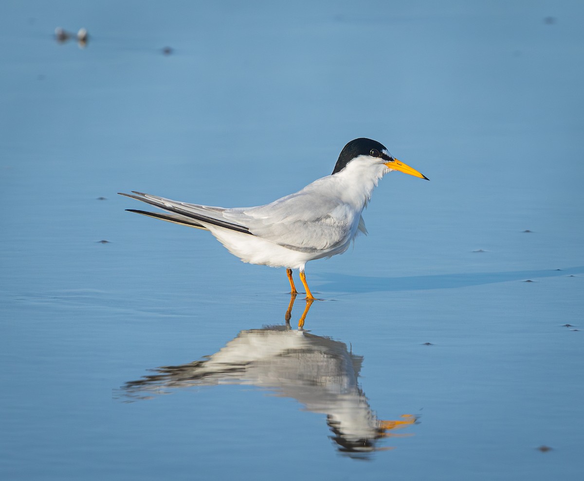 Least Tern - ML637616452