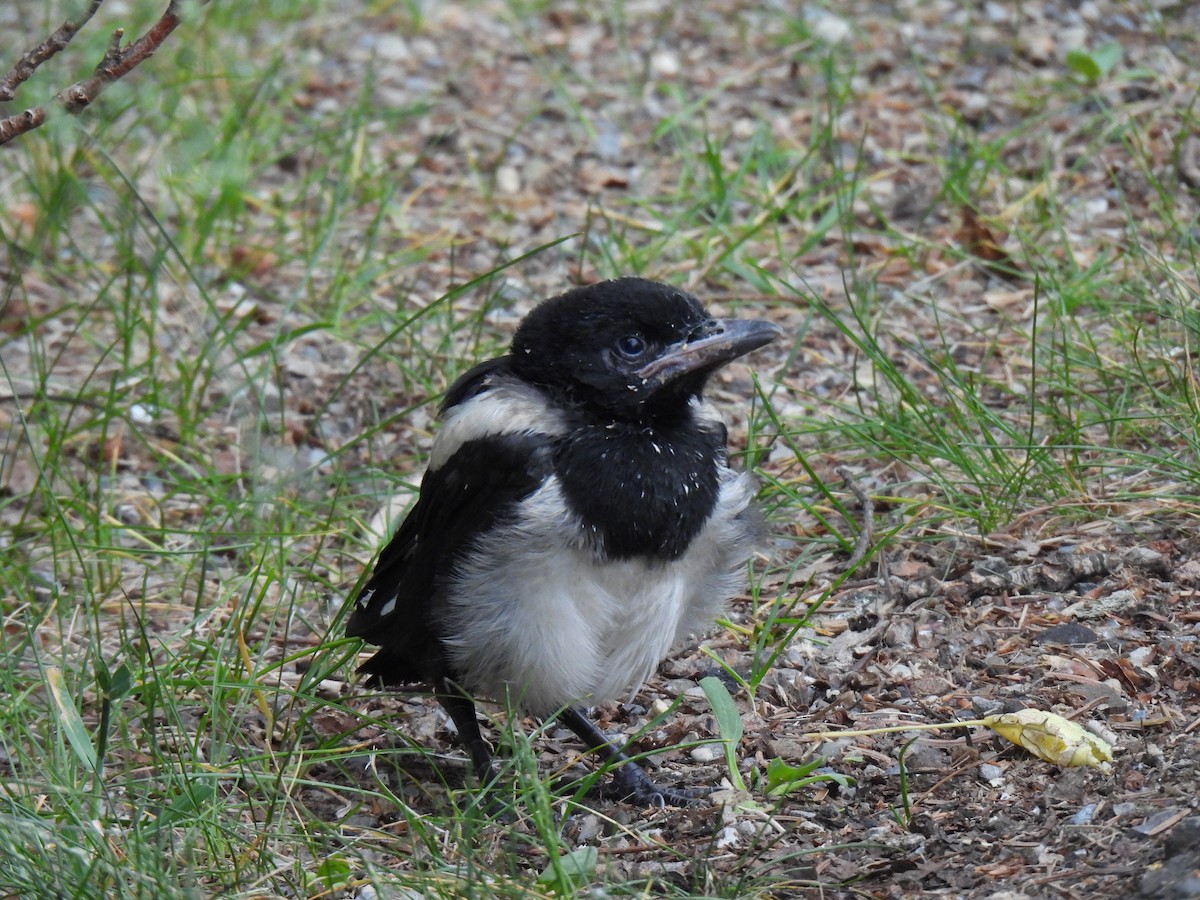Black-billed Magpie - ML637616531