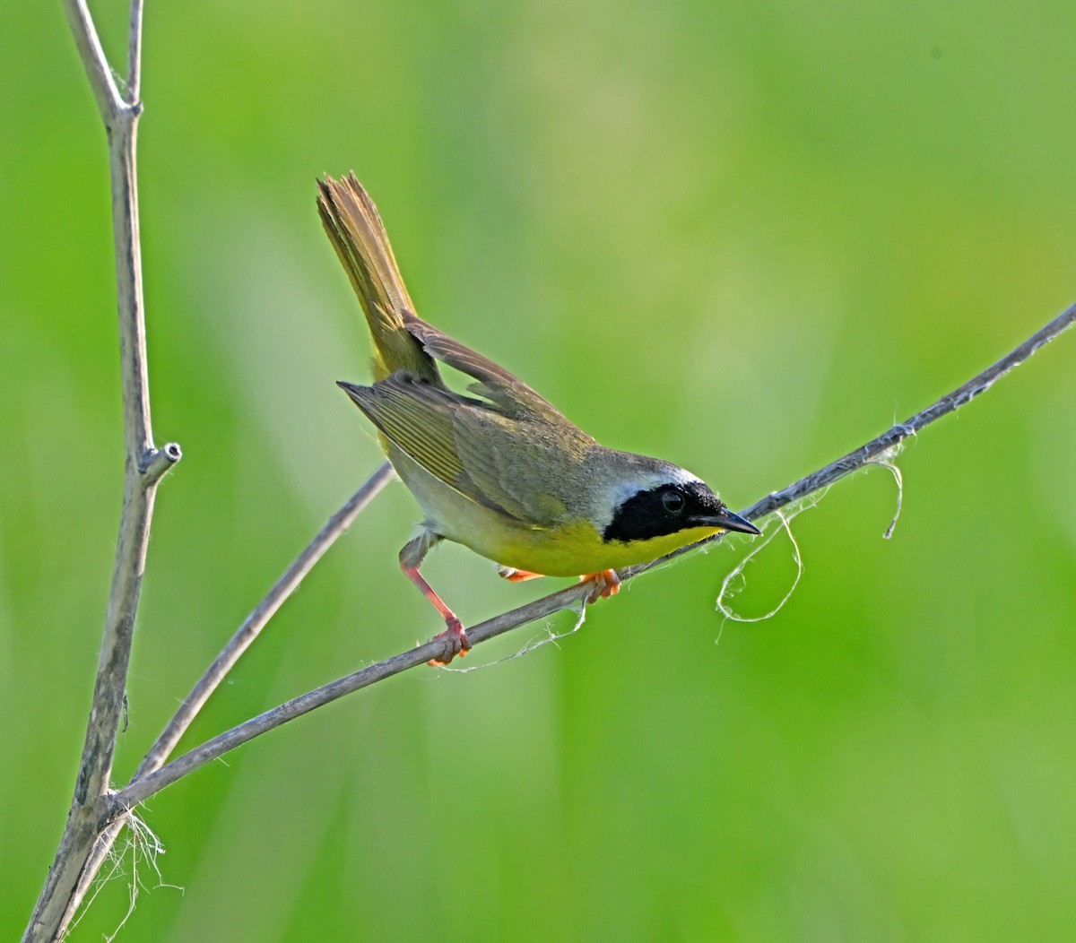 Common Yellowthroat - ML637616539