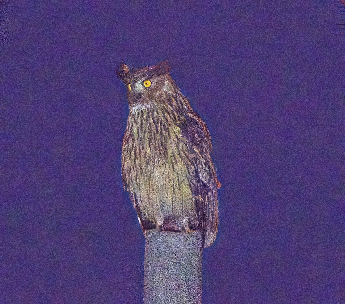 Tawny Fish-Owl - ML637616632