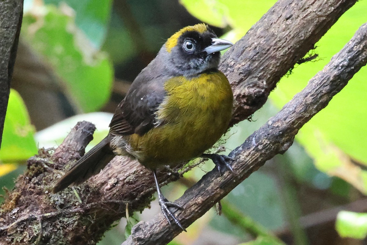 Dusky-faced Tanager - ML637616694