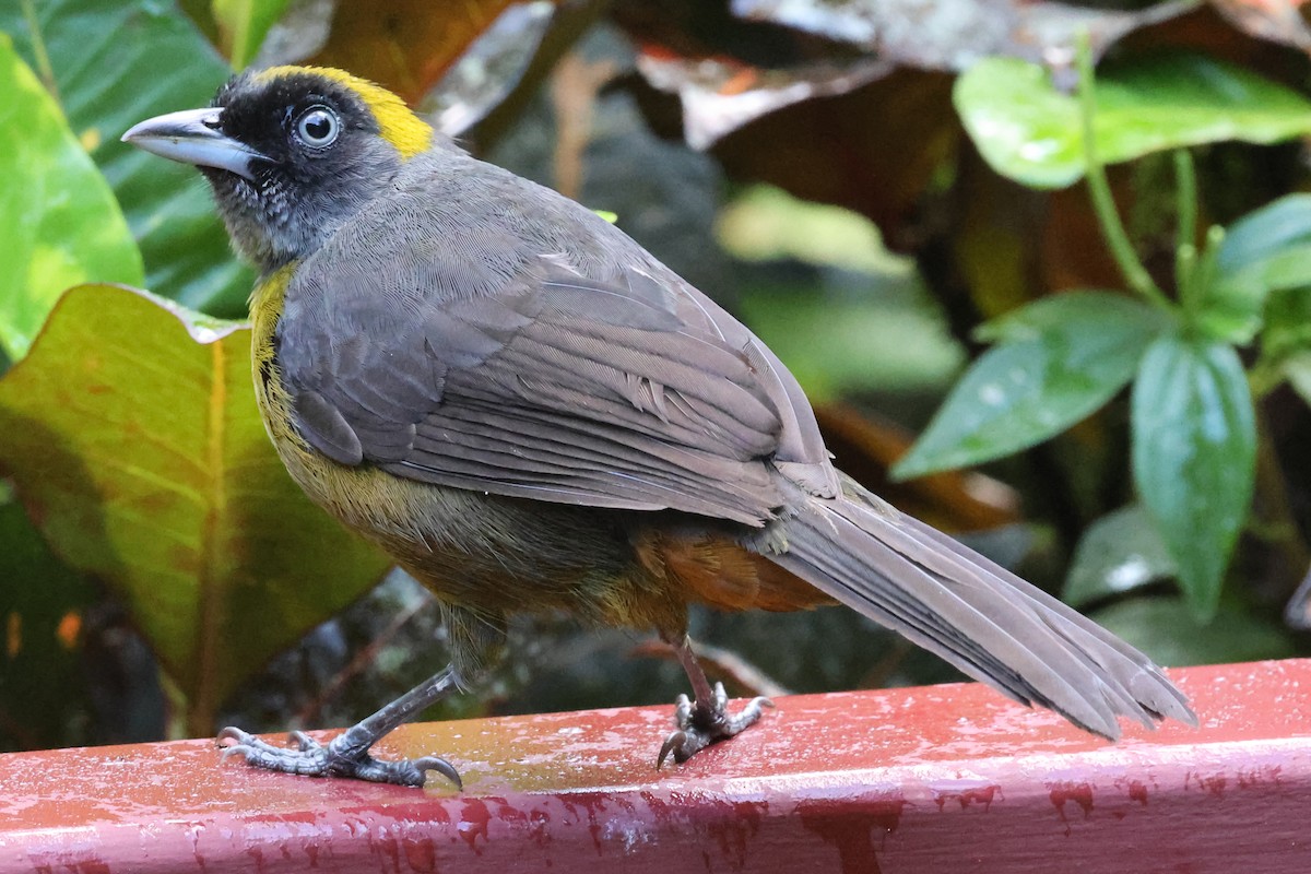 Dusky-faced Tanager - ML637616697