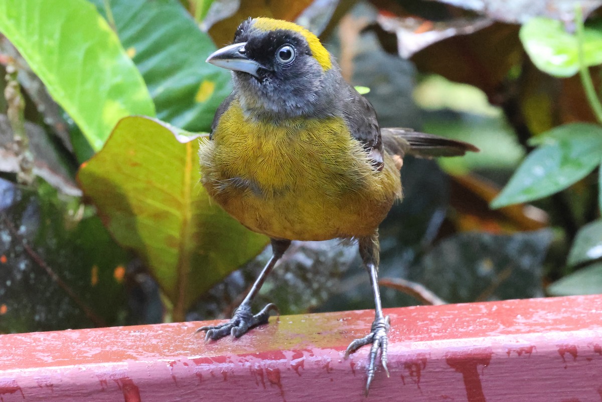 Dusky-faced Tanager - ML637616706