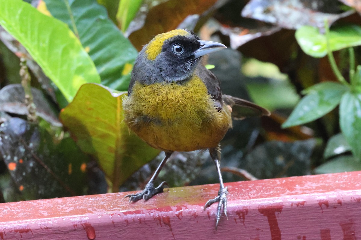 Dusky-faced Tanager - ML637616712