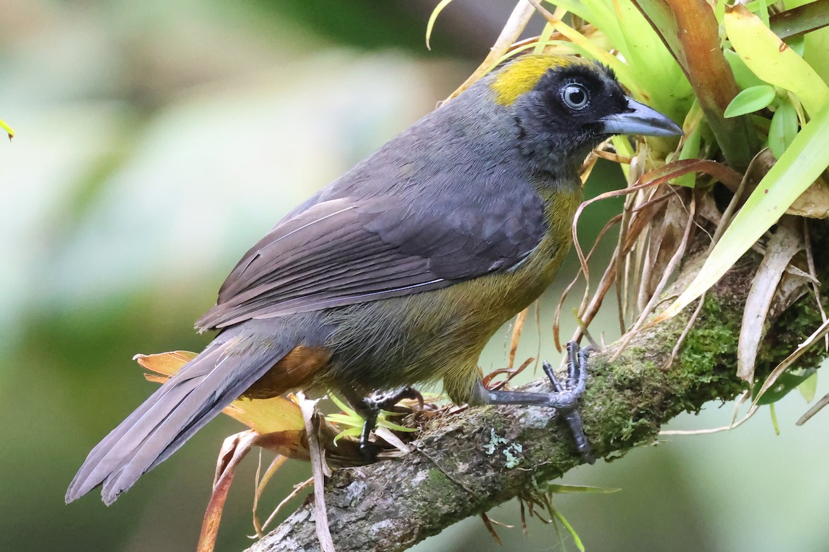 Dusky-faced Tanager - ML637616713
