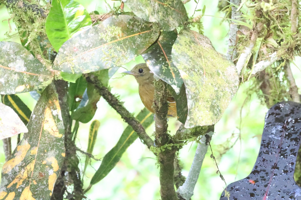 Ochre-bellied Flycatcher - ML637616730